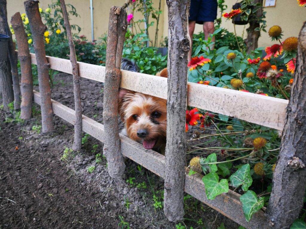 Dog in Garden