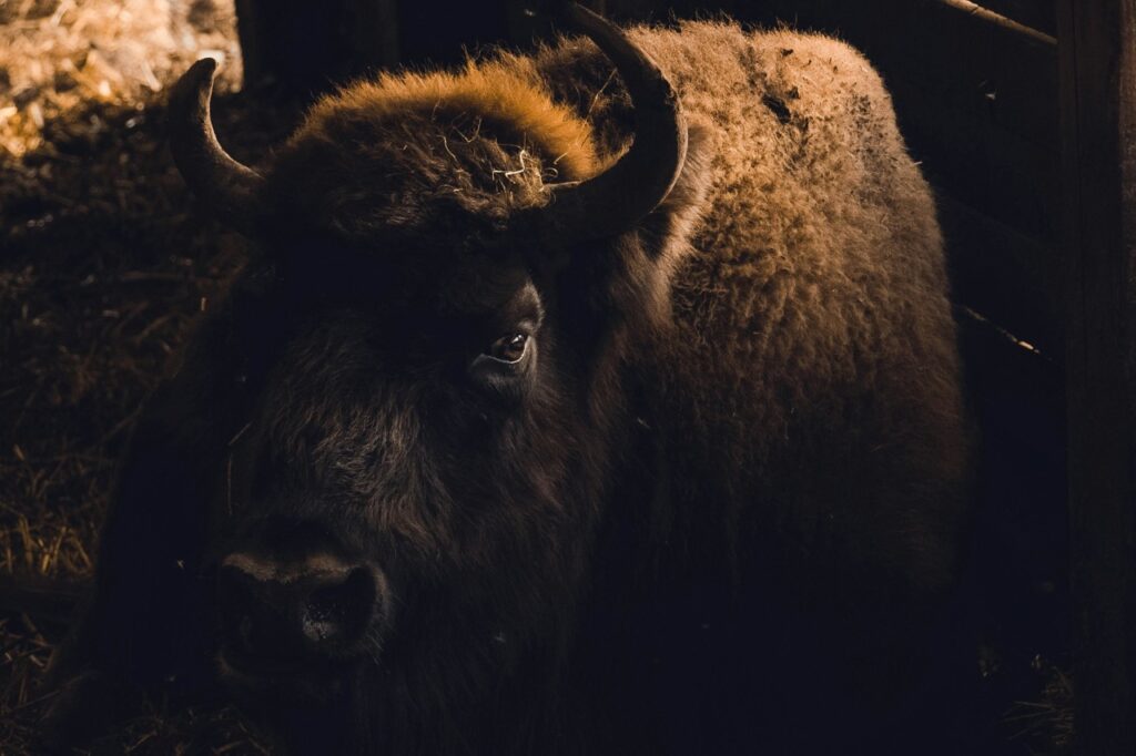 Bison Close-Up