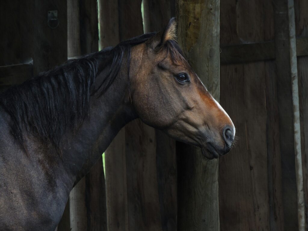 Thoroughbred horse