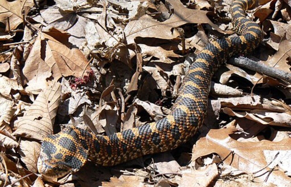 Hognose Snake