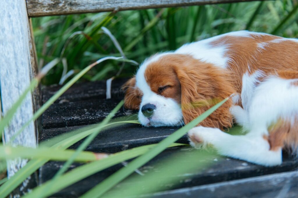 Cavalier King Charles Spaniel