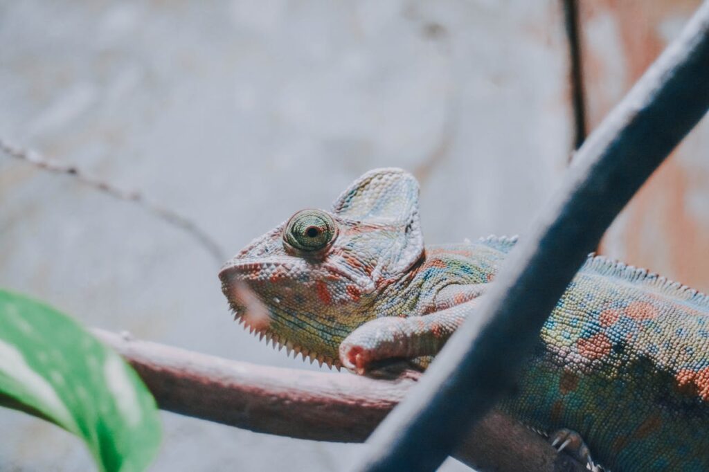 veiled chameleon