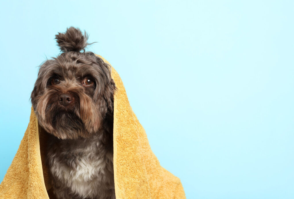 8 Unusual Games That Make Your Dog Smarter Every Day