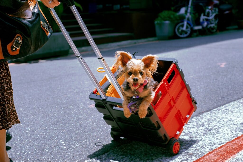 Dog Trolley