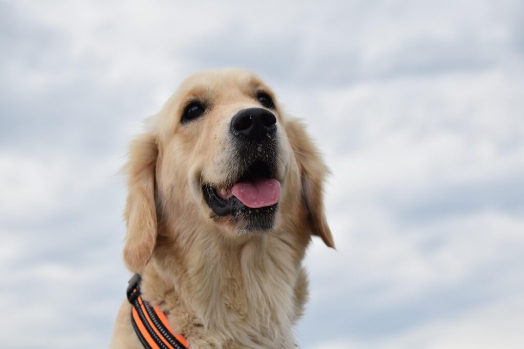 Golden retriever in the snow