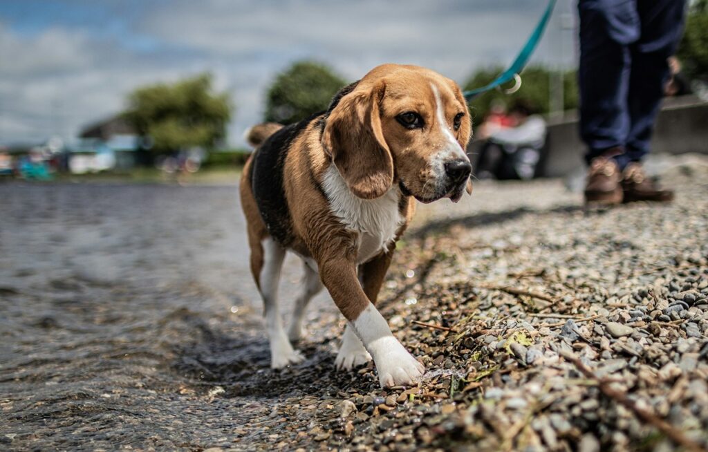 Beagle On leash