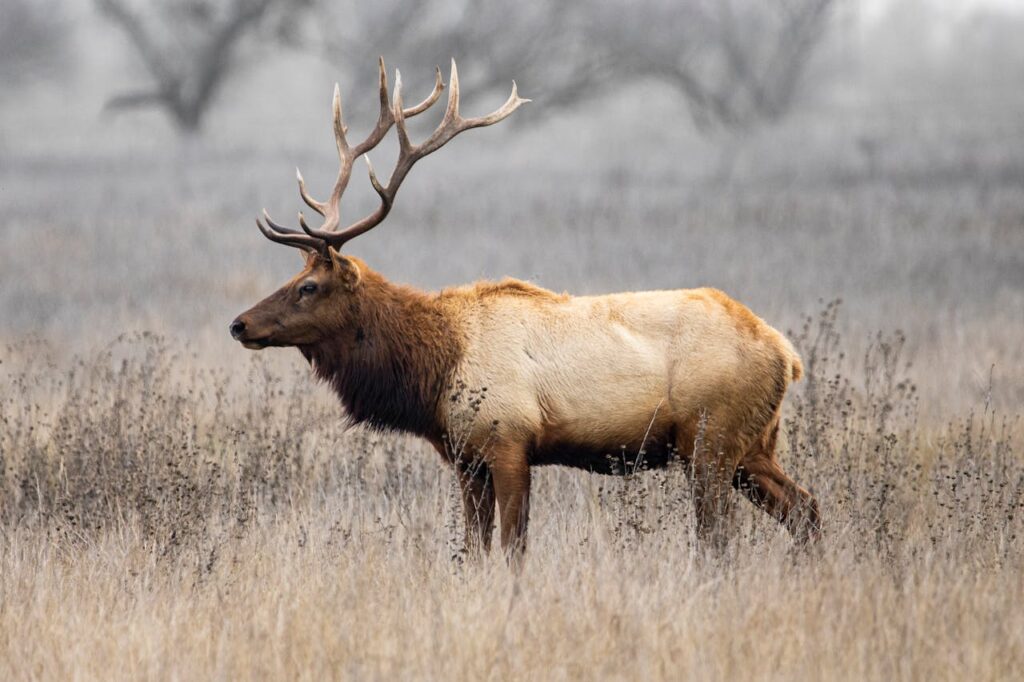 elk
