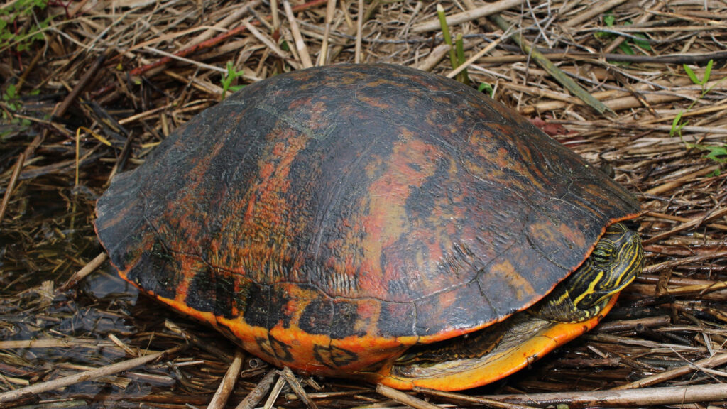 Alabama Red-Bellied Turtle
