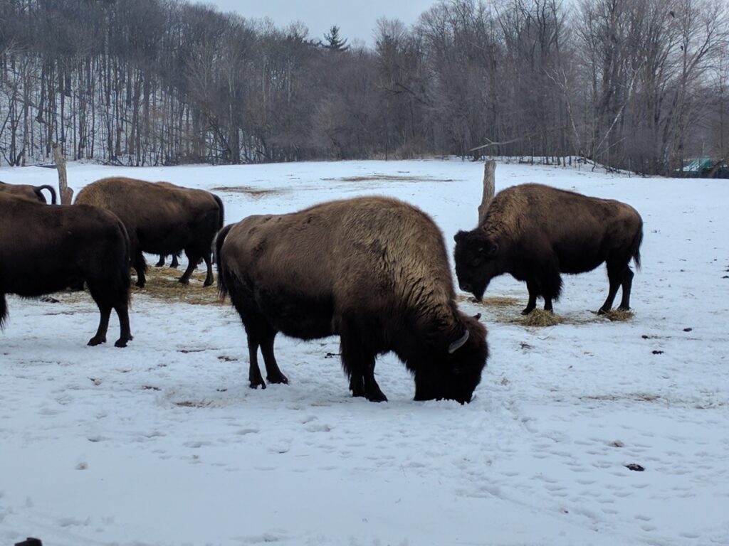 Bison In Snow