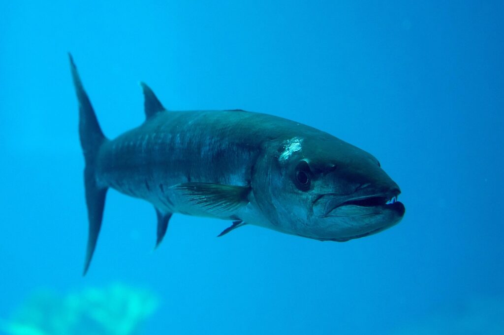barracuda-