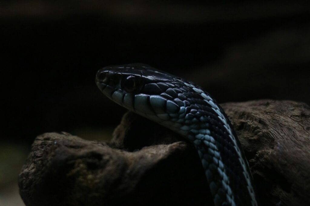Closeup of snake