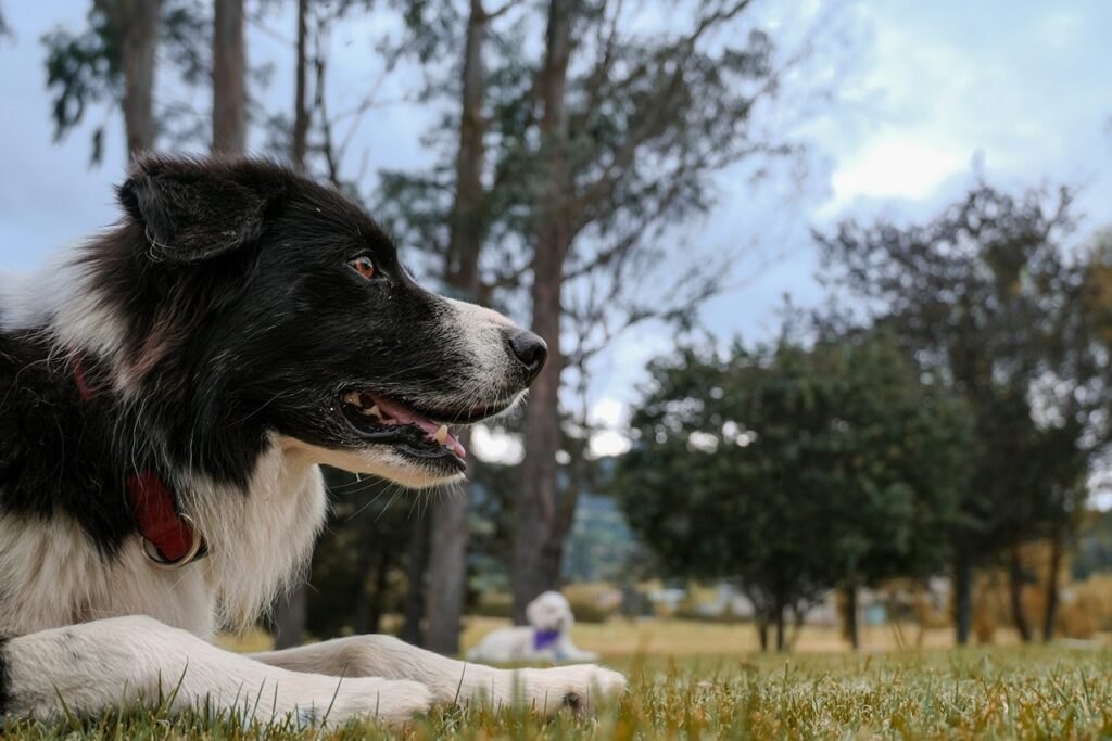 Border Collie
