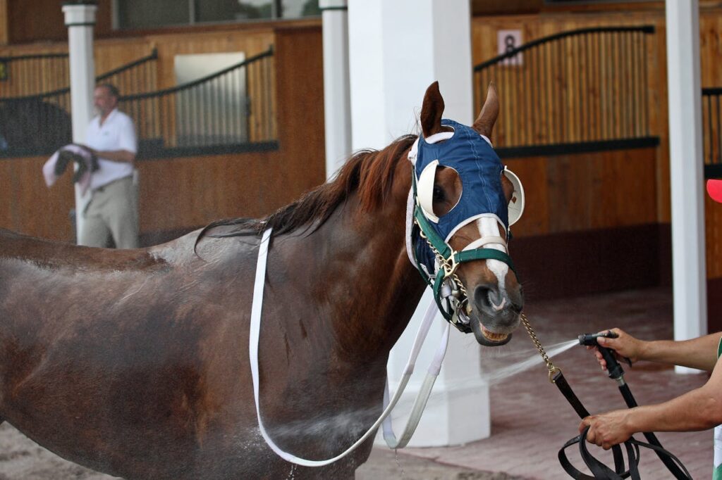 Thoroughbred horse Bath