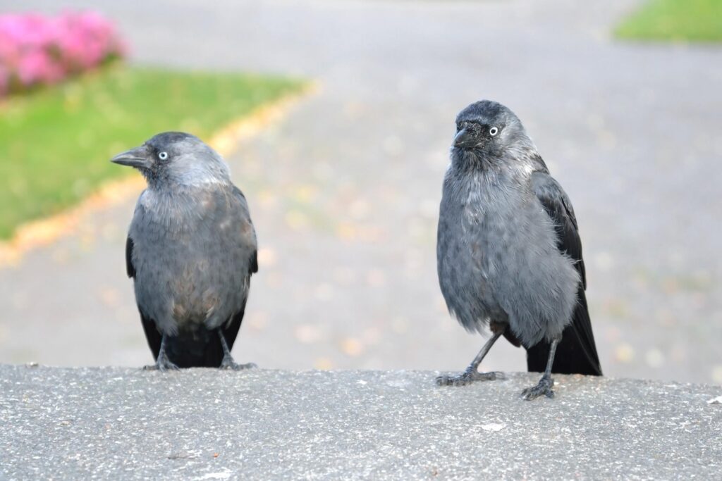Crows Instruct Youngsters in Problem-Solving