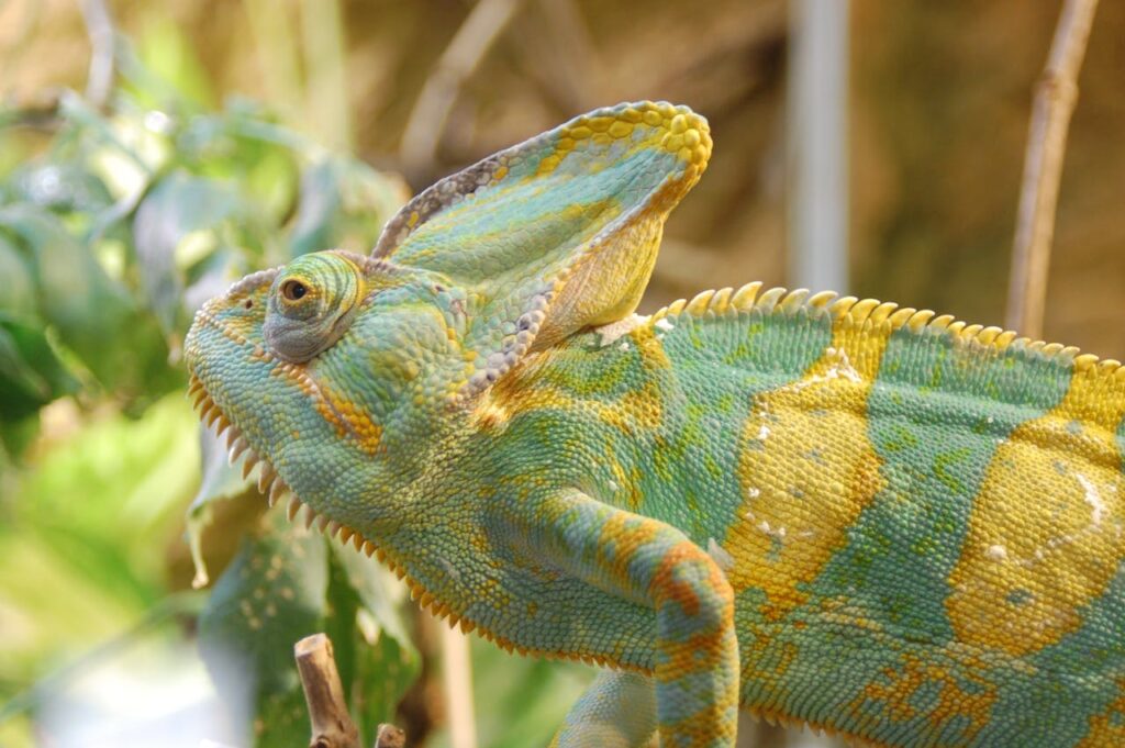 veiled chameleon