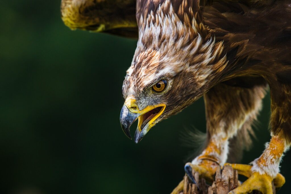 Golden Eagle