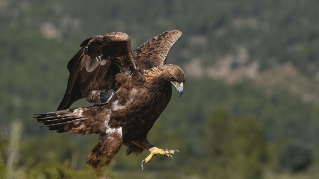 Golden Eagle