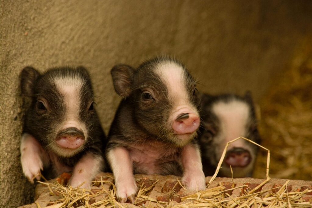 Pig Rooting Box