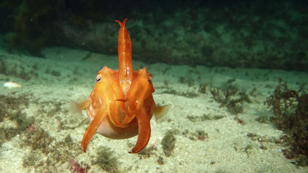 Red cuttlefish swimming