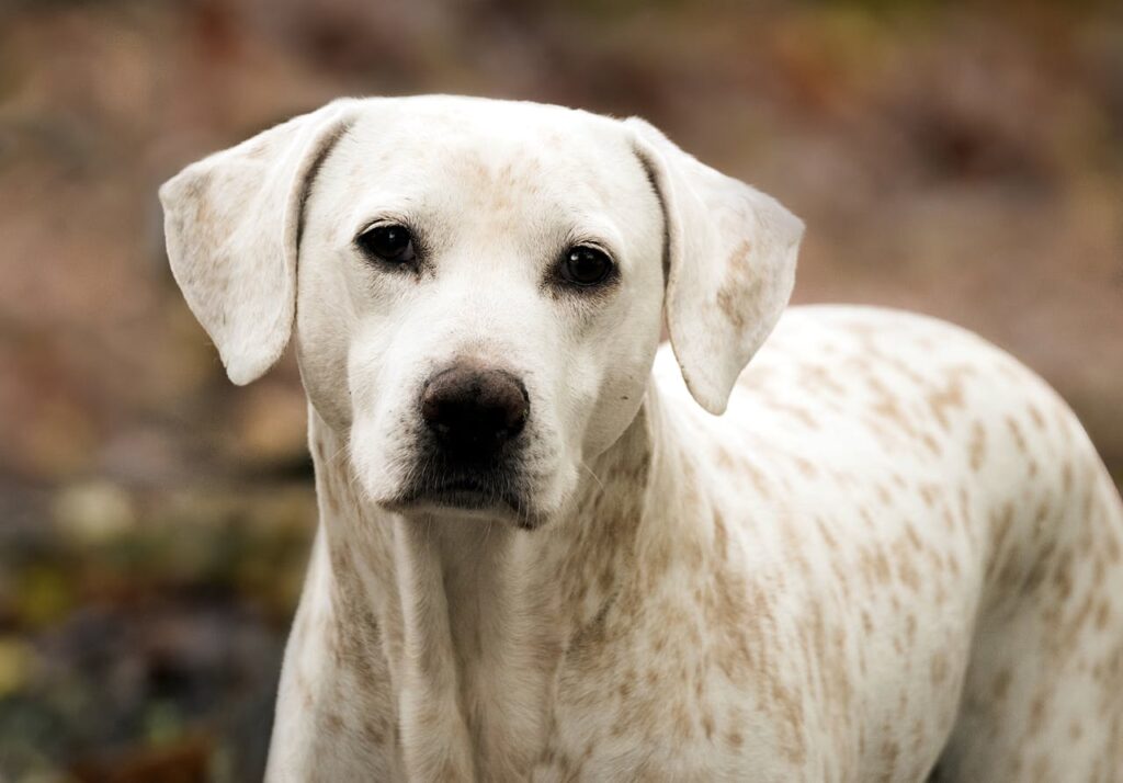Labrador Mix