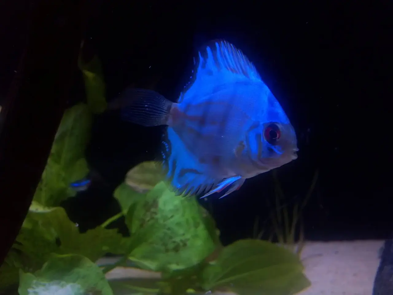 Cobalt blue discus Fish