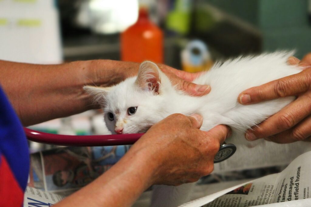 Cat Vet Visit