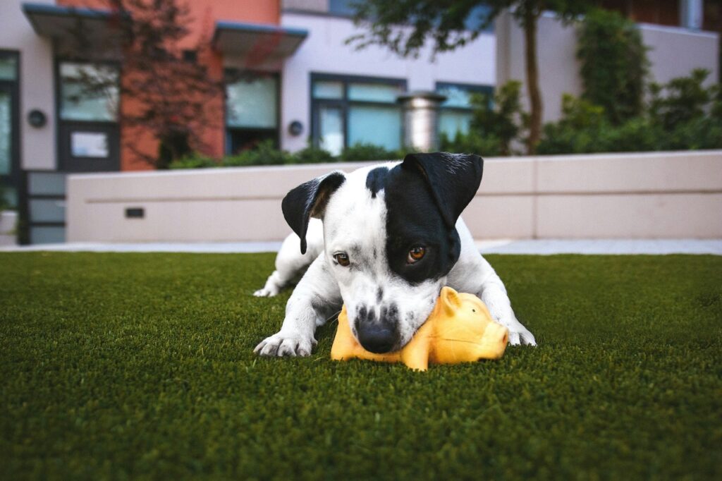 Dog Playing