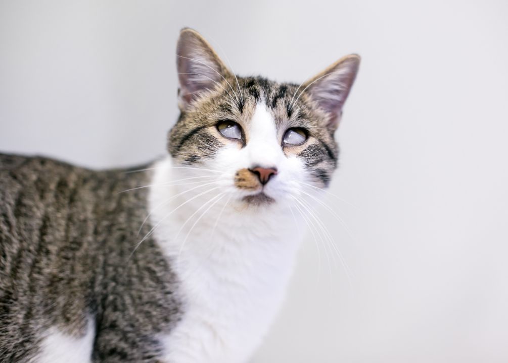 Cat Cherry Eye