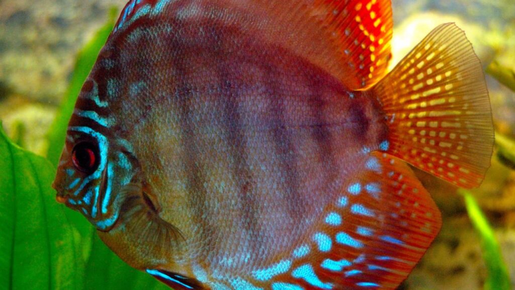 Red Melon Discus