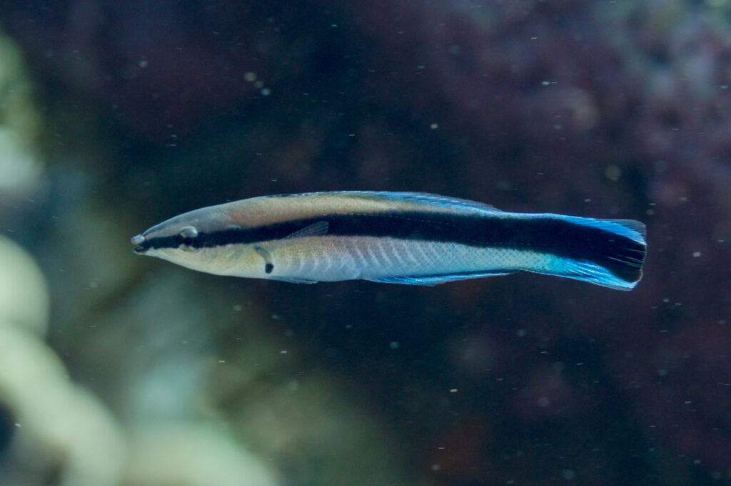 A cleaner wrasse