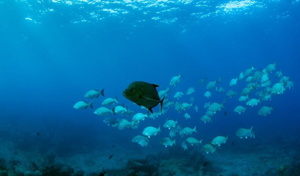 School of bluefish in deep water