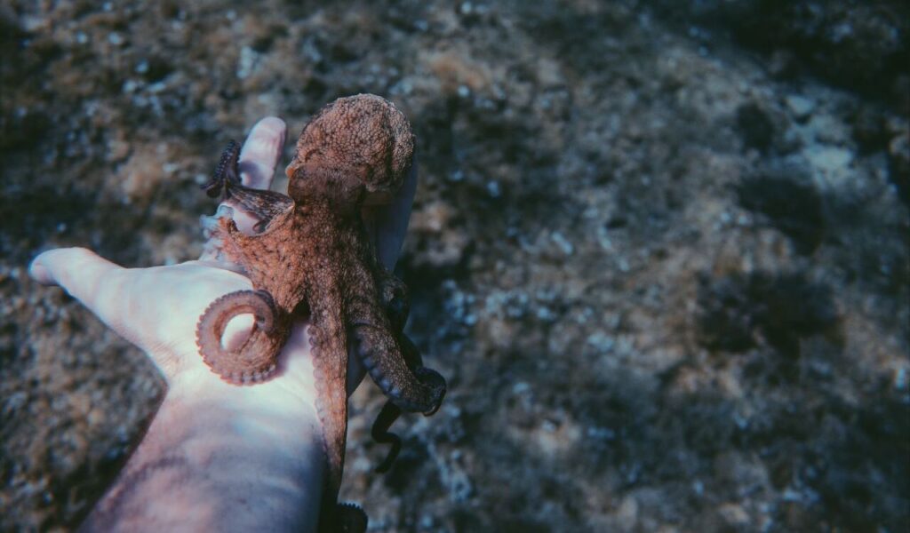 Small octopus resting on a person's hand.