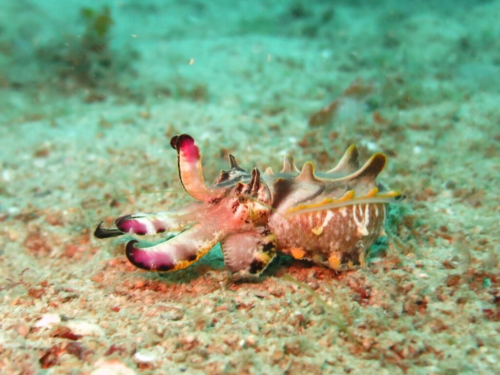 flamboyant-cuttlefish-1537973_1280