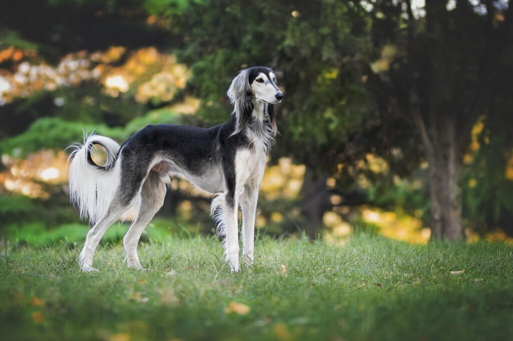 A Purebred Saluki