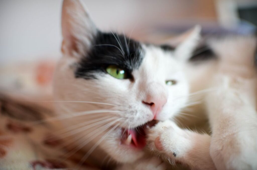 Cat Self Grooming/Over grooming