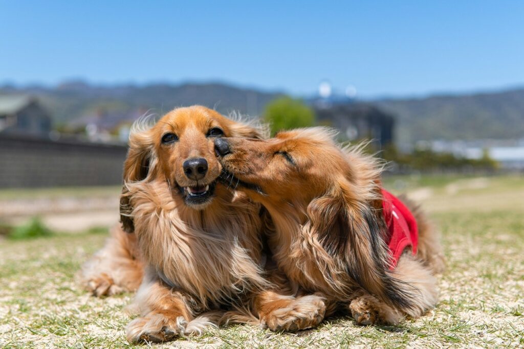 Dog Playdate