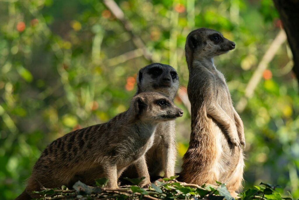 Meerkats