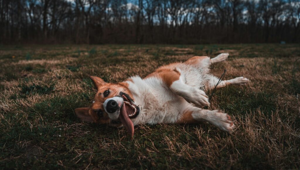 Dog Playing