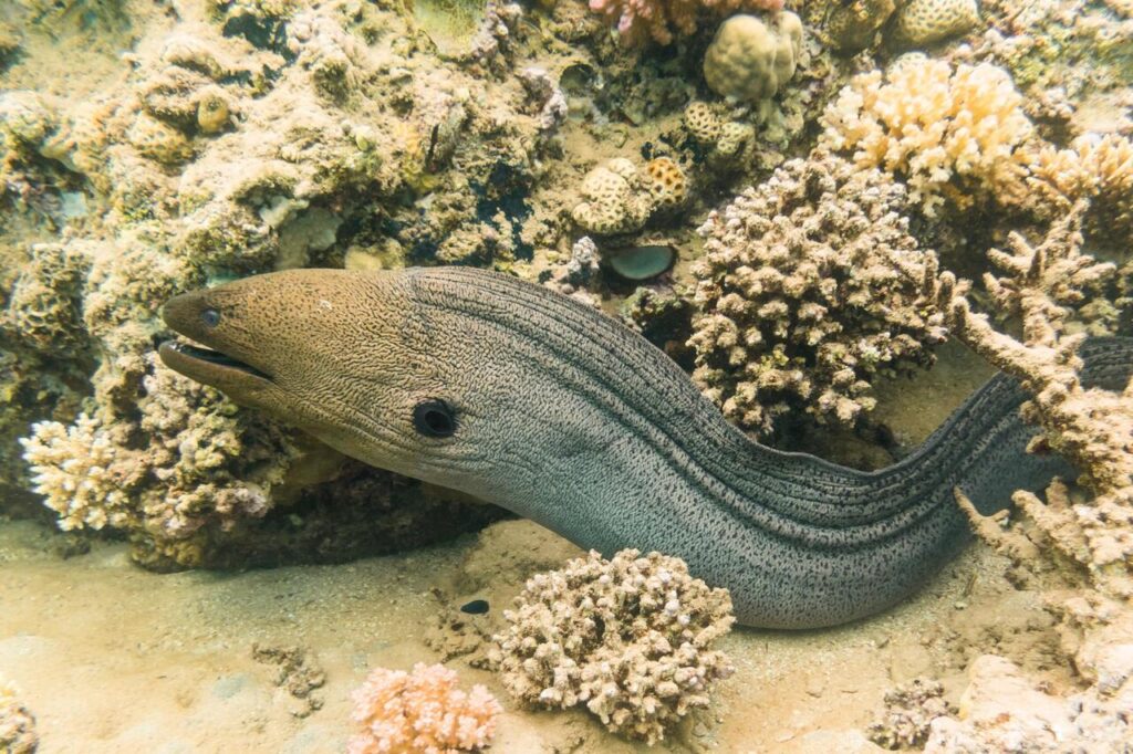 Moray Eel