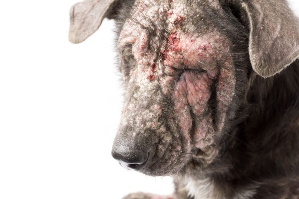 9 Dog Breeds Prone to Skin Issues (And What You Can Do at Home)