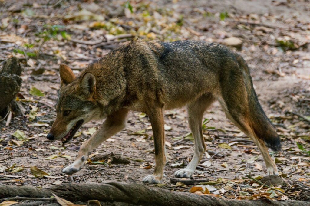 Coyote