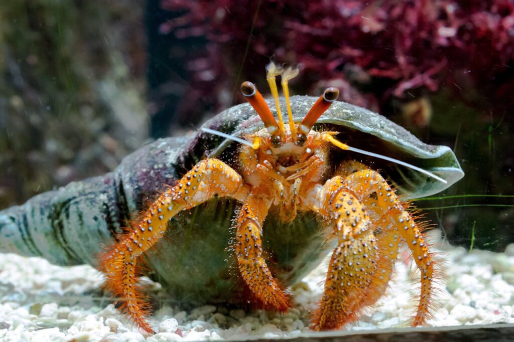 hermit crab