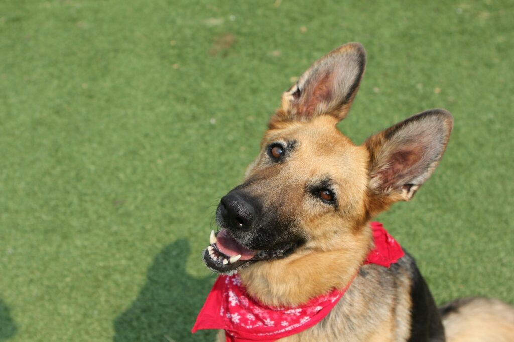 German Shepherd