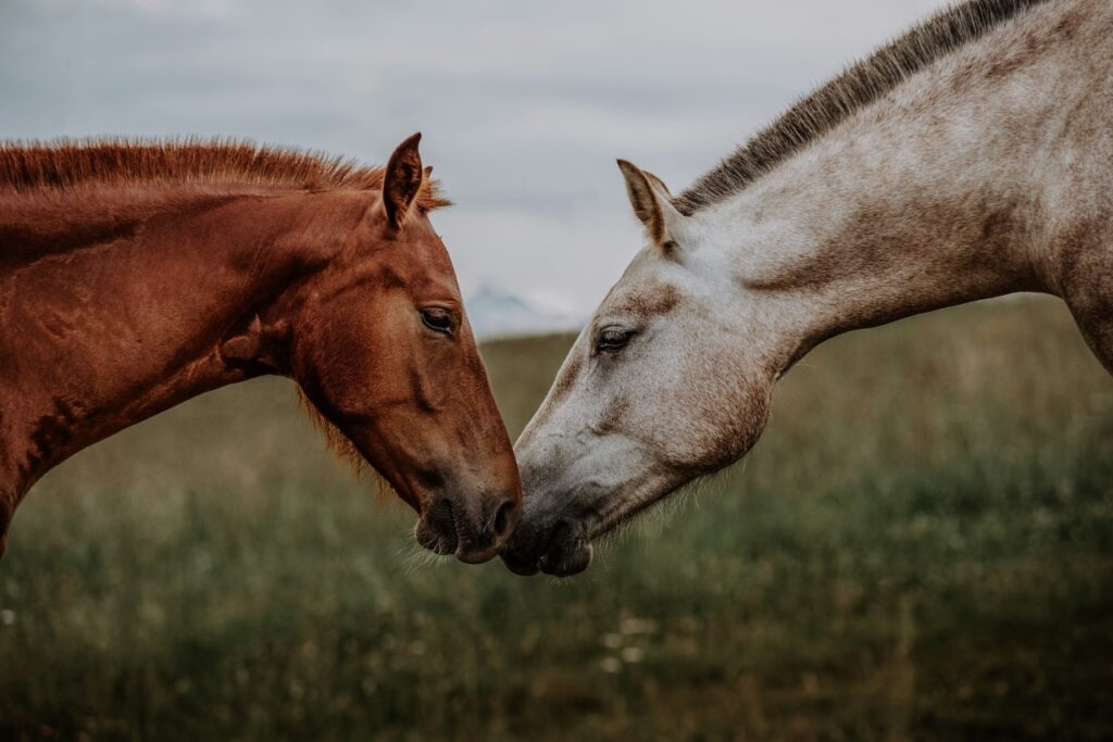 Two Horse Communicate