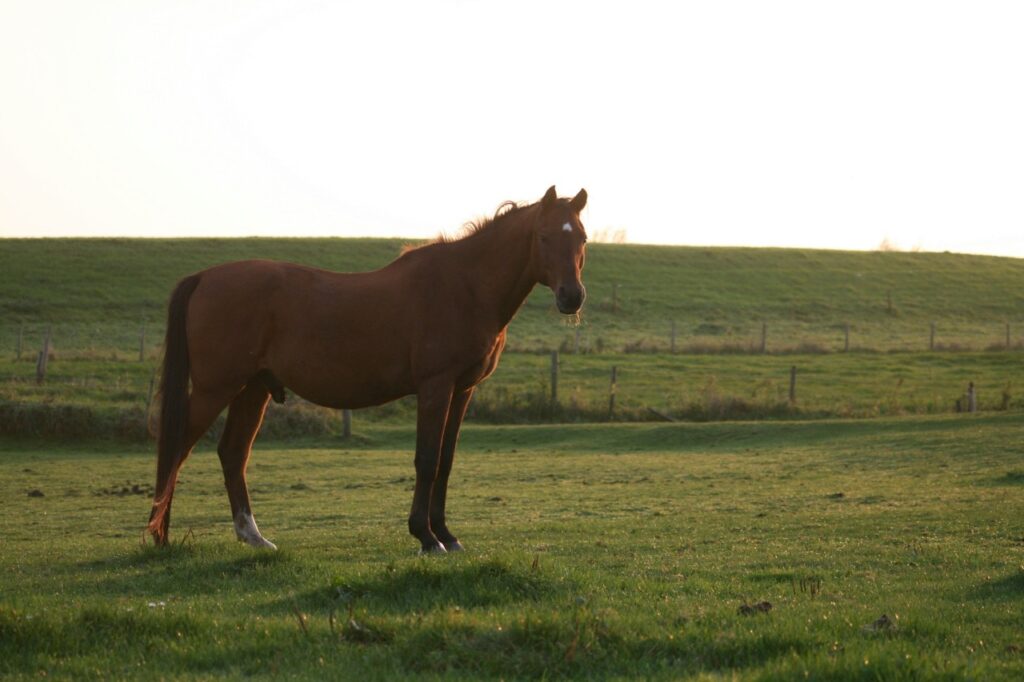 A horse Standing in a outdoor setting