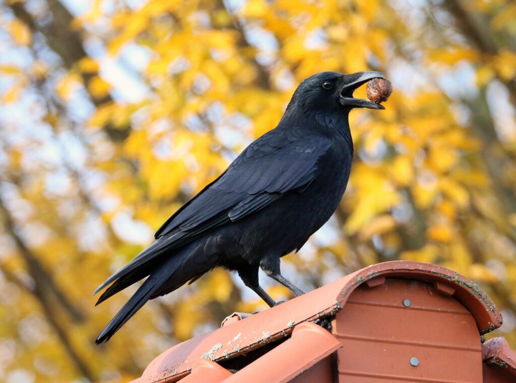 Crow with a nut