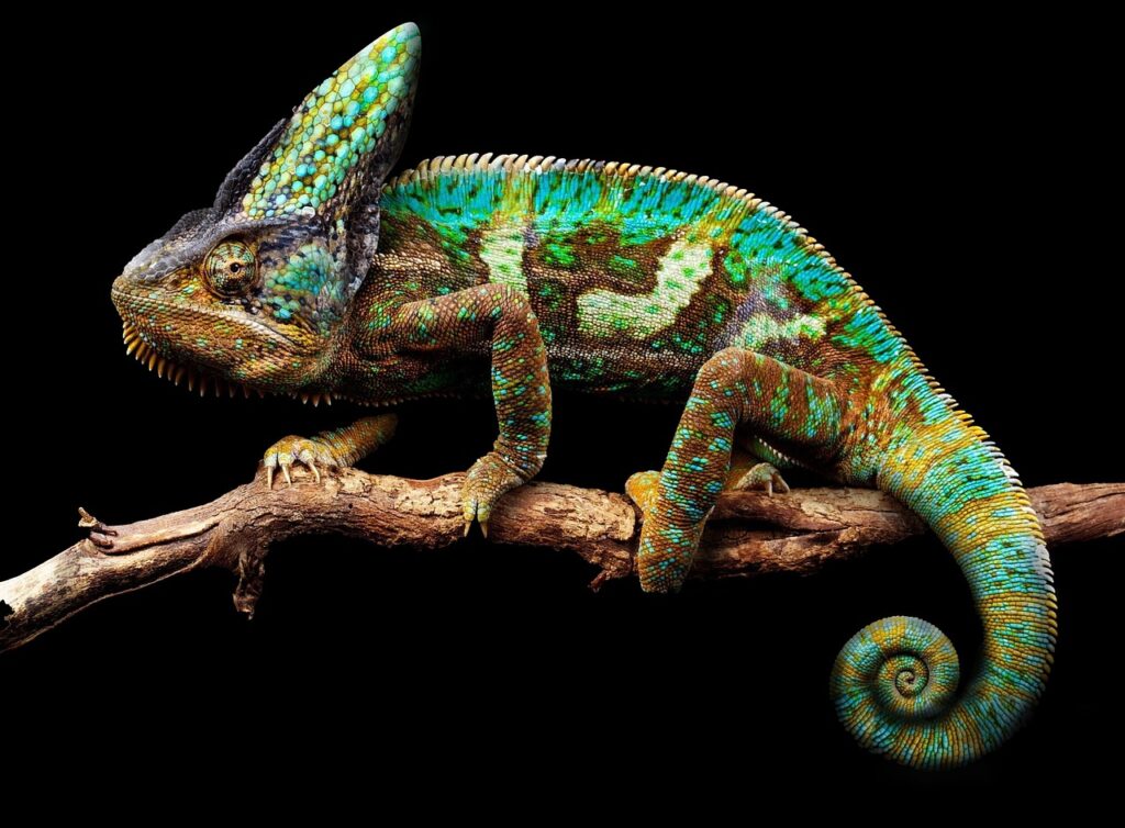 veiled chameleon