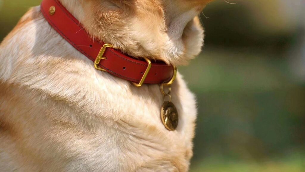 Dog Collar Tag