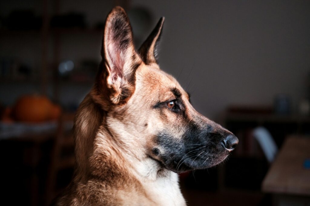 German Shepherd