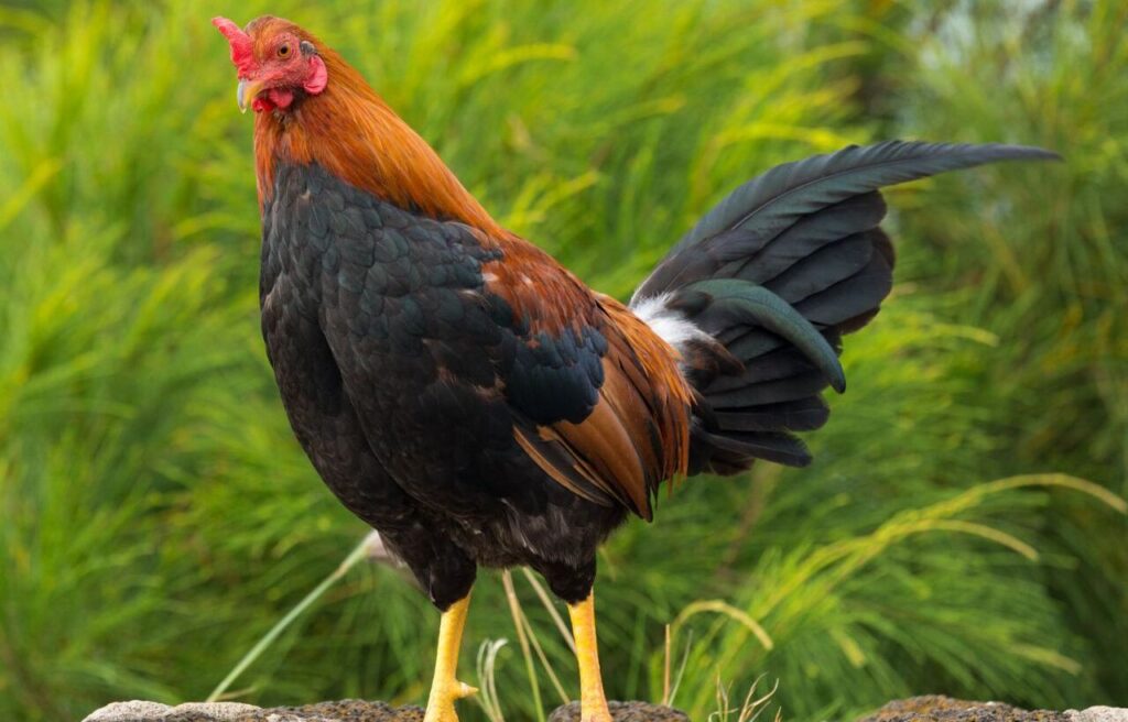 Feral Chicken